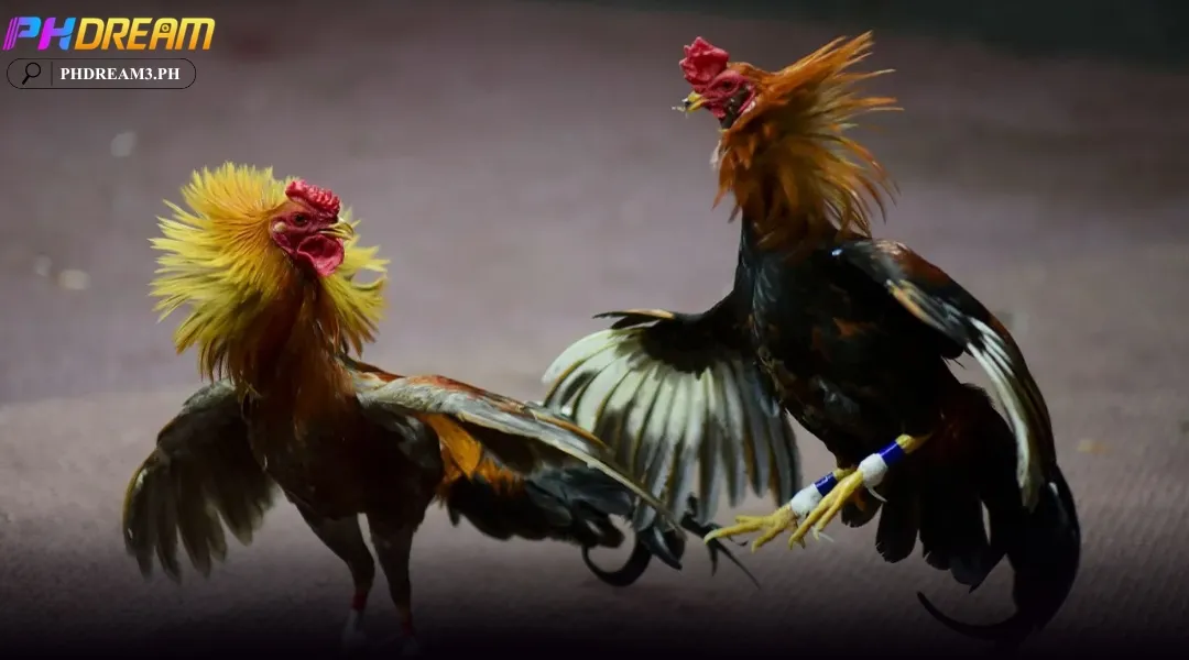 Cockfighting with Knife Spurs at PHDREAM - Game IMG 1