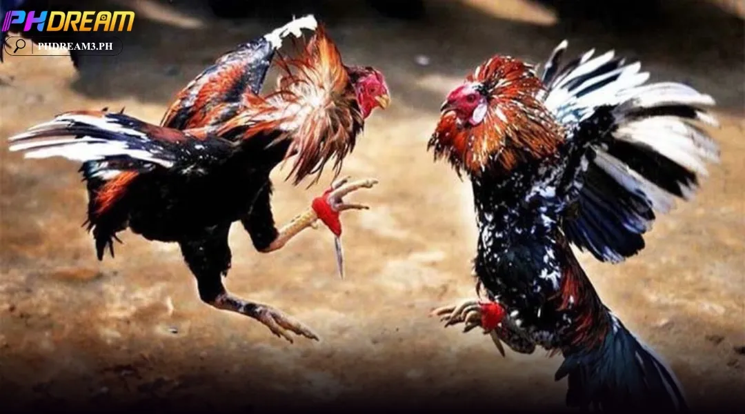 Cockfighting with Knife Spurs at PHDREAM