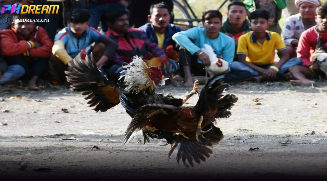 Cockfighting with knife spurs at PHDREAM attracts