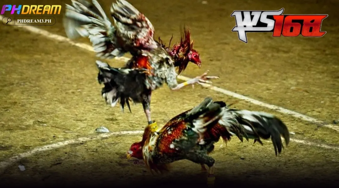 Three favored cockfighting bet types at PHDREAM