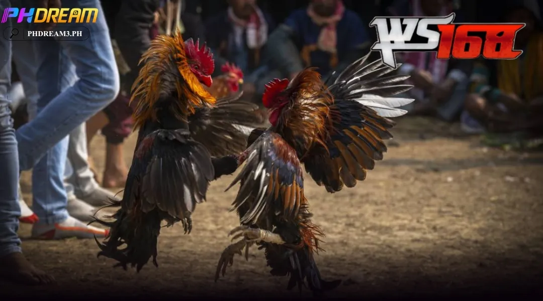 WS168 Cockfighting at PHDREAM is the convergence of excellence