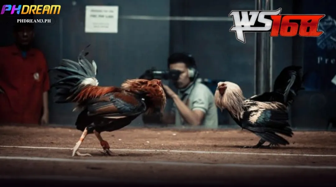 WS168 Cockfighting at PHDREAM
